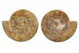 Cut & Polished Jurassic Ammonite (Perisphinctes) Fossil #344934-2